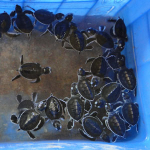 Responsible wildlife conservation holidays