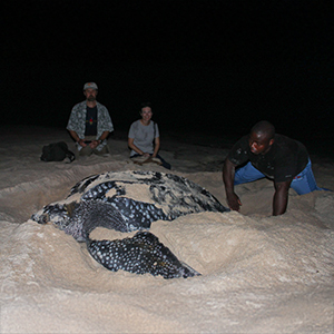 Volunteering with turtles