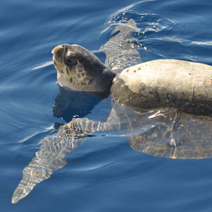 Turtle conservation