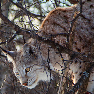 Europe wildlife conservation holidays