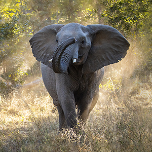 Top 10 wildlife conservation trips