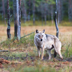 Responsible tourism in Finland