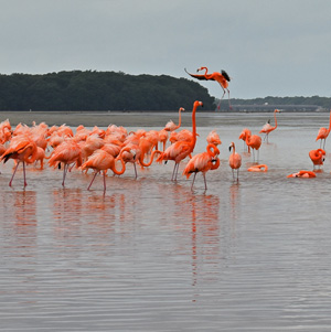 Where to see wildlife in the Yucatan