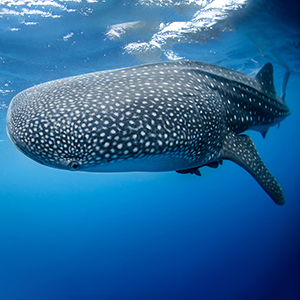 Best time to visit Belize