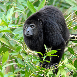 Belize travel advice