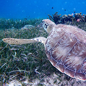 Marine conservation holidays in Belize