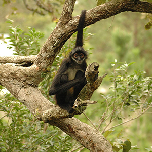 Wildlife holidays in Belize