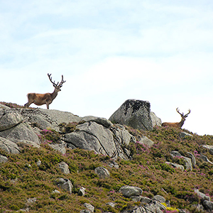 Scotland wildlife travel guide