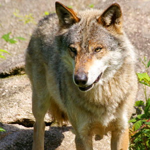 Best wildlife tracking on foot experiences