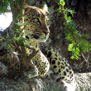 Best safari & beach holiday destinations