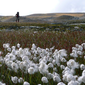 Wildlife tracking on foot in Sweden