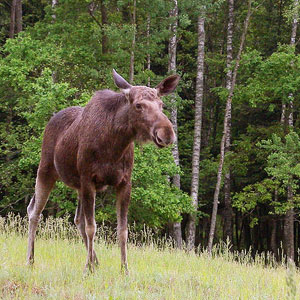 Tracking wildlife on foot tips & advice
