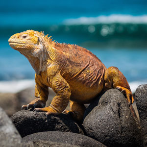 Things to do in Ecuador