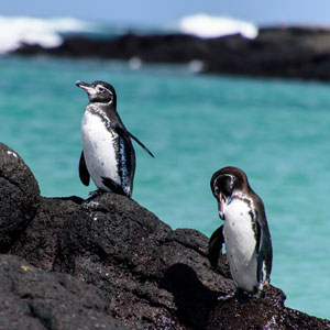 Galapagos wildlife