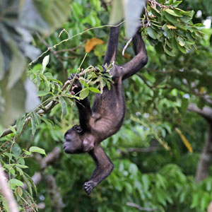 Rainforests in Ecuador