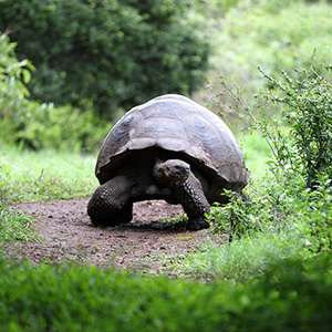 Galapagos Islands travel guide