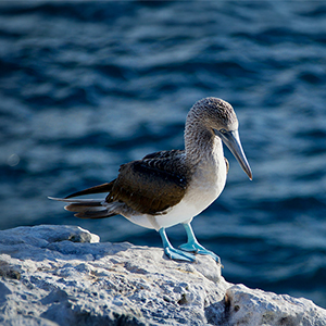 Best time to visit the Galapagos Islands
