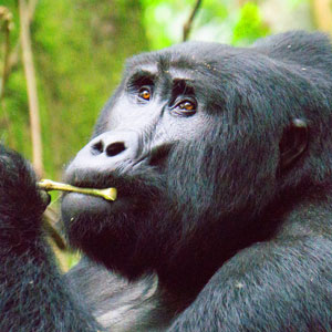 Nairobi to Harare overland tours