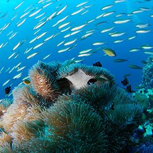 Wildlife holidays in Sabah