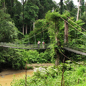 Borneo highlights