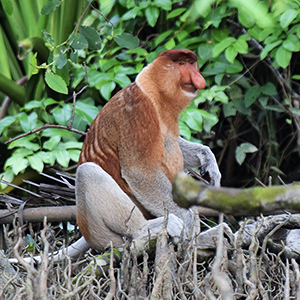 Wildlife in Borneo