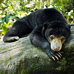 What wildlife will I see in Borneo?