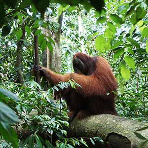 Best place to see orangutans in the wild