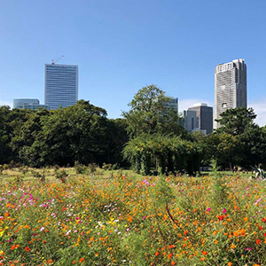 Tokyo with a local guide