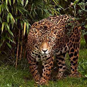Wildlife in the Amazon Rainforest 