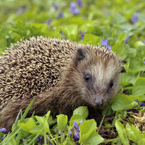 Responsible tourism in England