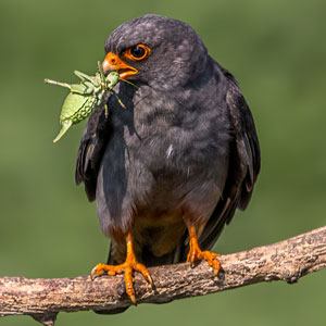 Bird watching holidays in Hungary
