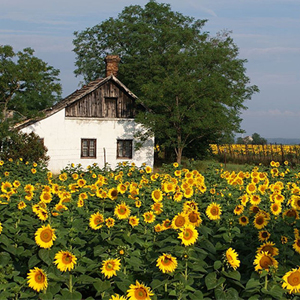 Hungary travel advice