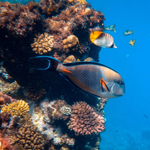 Red Sea diving guide