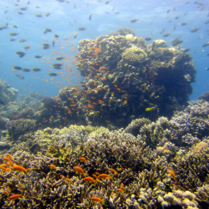 Best Dahab dive sites