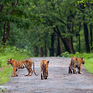 Tigers safaris in India