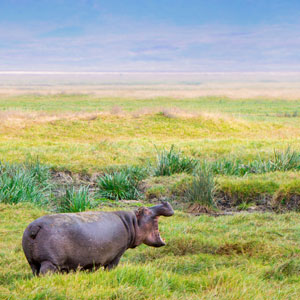 Volunteer & go on safari in Tanzania