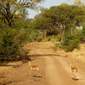 Liwonde National Park safaris, Malawi