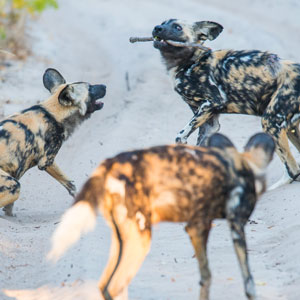 Safaris in Hwange National Park in Zimbabwe