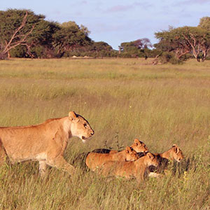 Wildlife in Zimbabwe 