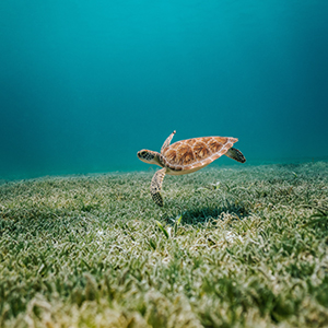 Best time to go on a turtle conservation holiday