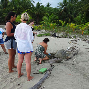 Turtle conservation travel advice