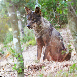 Volunteering with wolves in Portugal