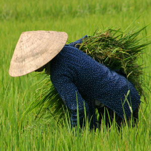 Vietnam travel guide