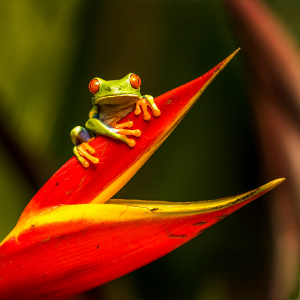 Costa Rica wildlife
