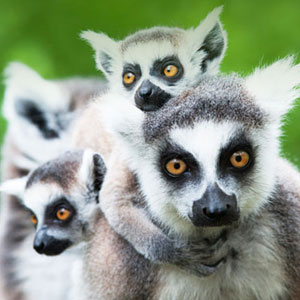 Madagascar travel guide