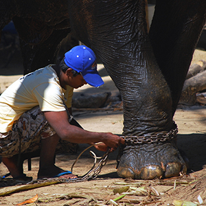 Elephants & tourism