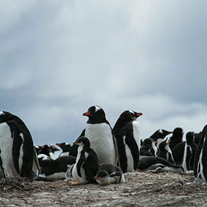 FALKLAND ISLANDS TRAVEL GUIDE AT WIKIVOYAGE visual data 6
