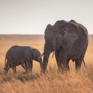 Best time to go on a family wildlife holiday