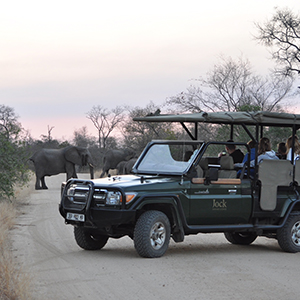 Family safaris