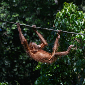 Watching orangutans with the kids